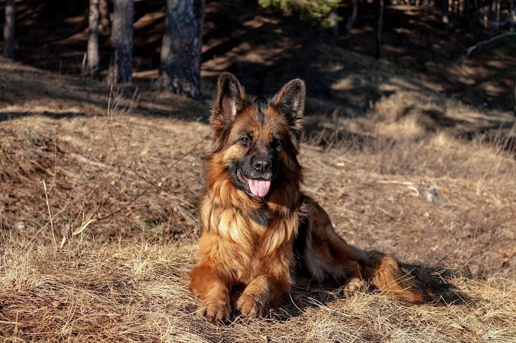 mega oesophage chien berger allemand