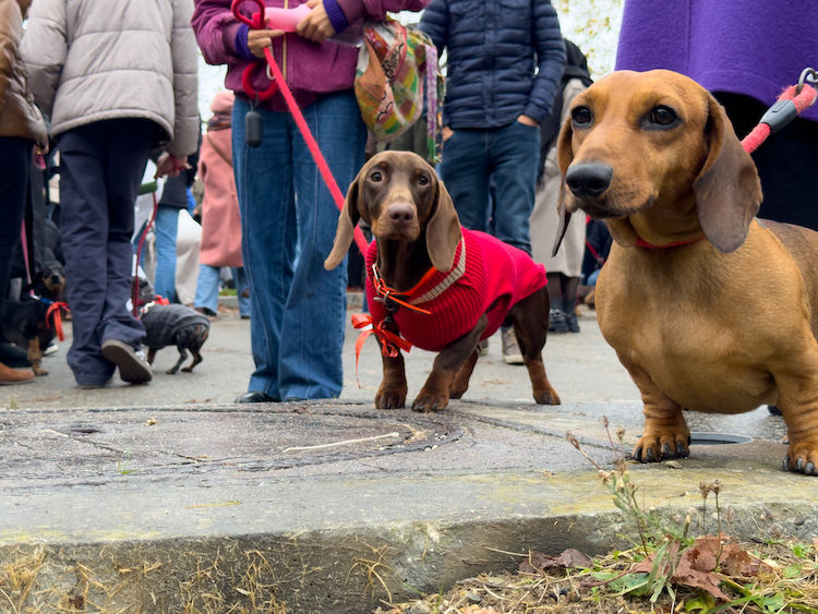 Marche des chiens saucisses : les teckels font leur défilé