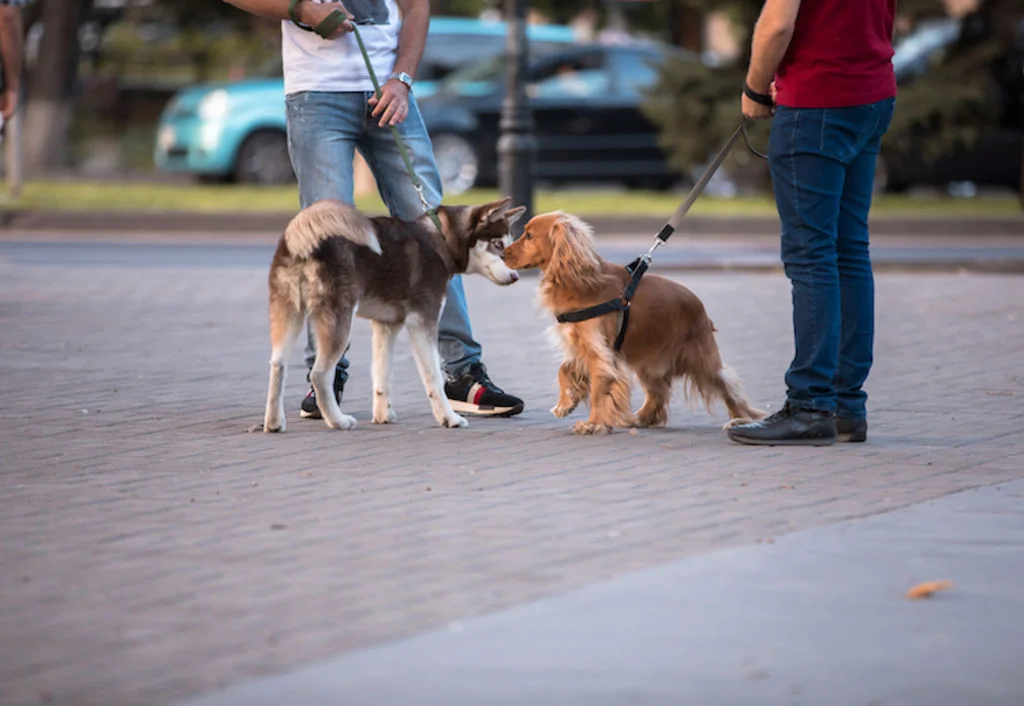rencontre chiens