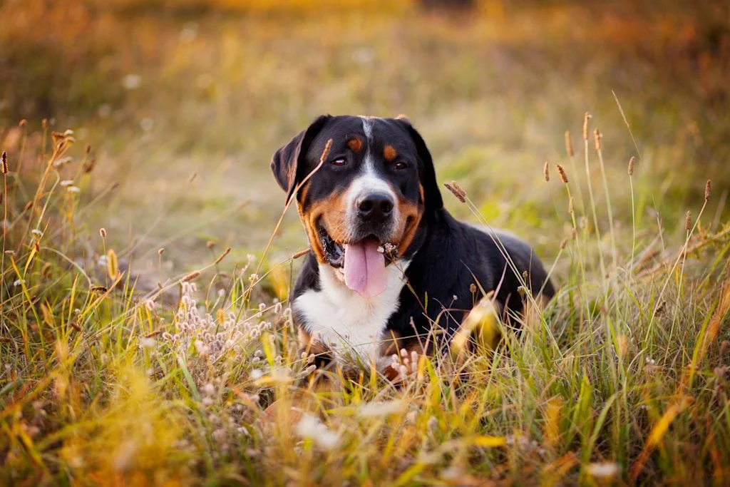 Bouvier Suisse