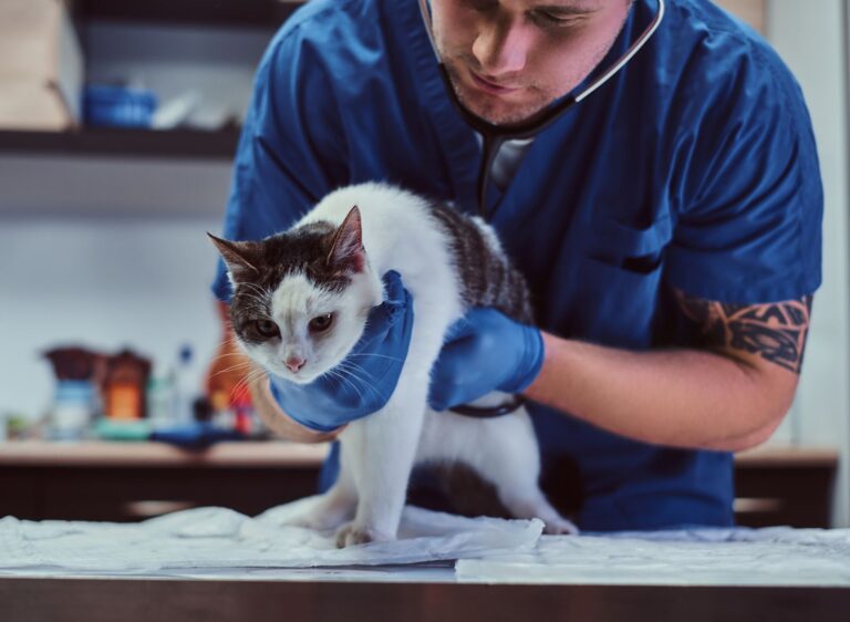 Mon quotidien de vétérinaire en service d&rsquo;urgences félines