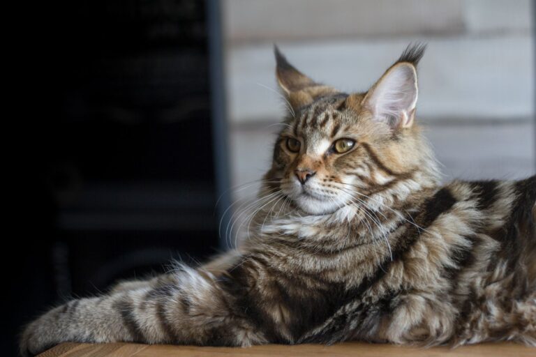 Cardiomyopathie hypertrophique (CMH) : quel pronostic chez le chat ?