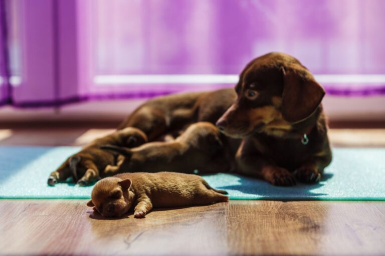 Eclampsie : une urgence vitale chez la chienne gestante