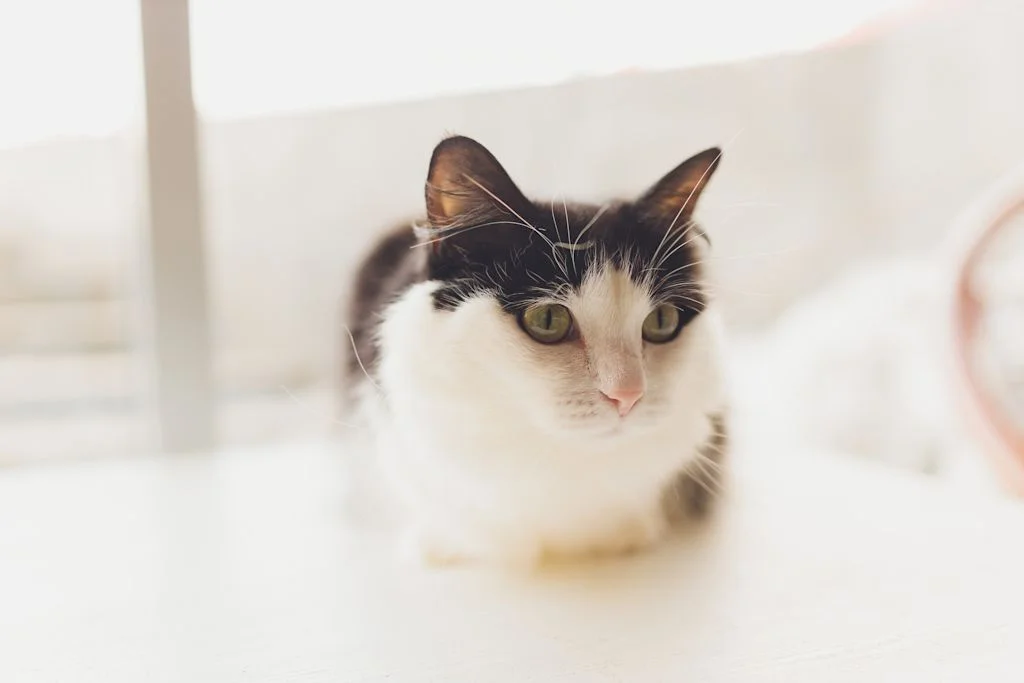 chat tenia