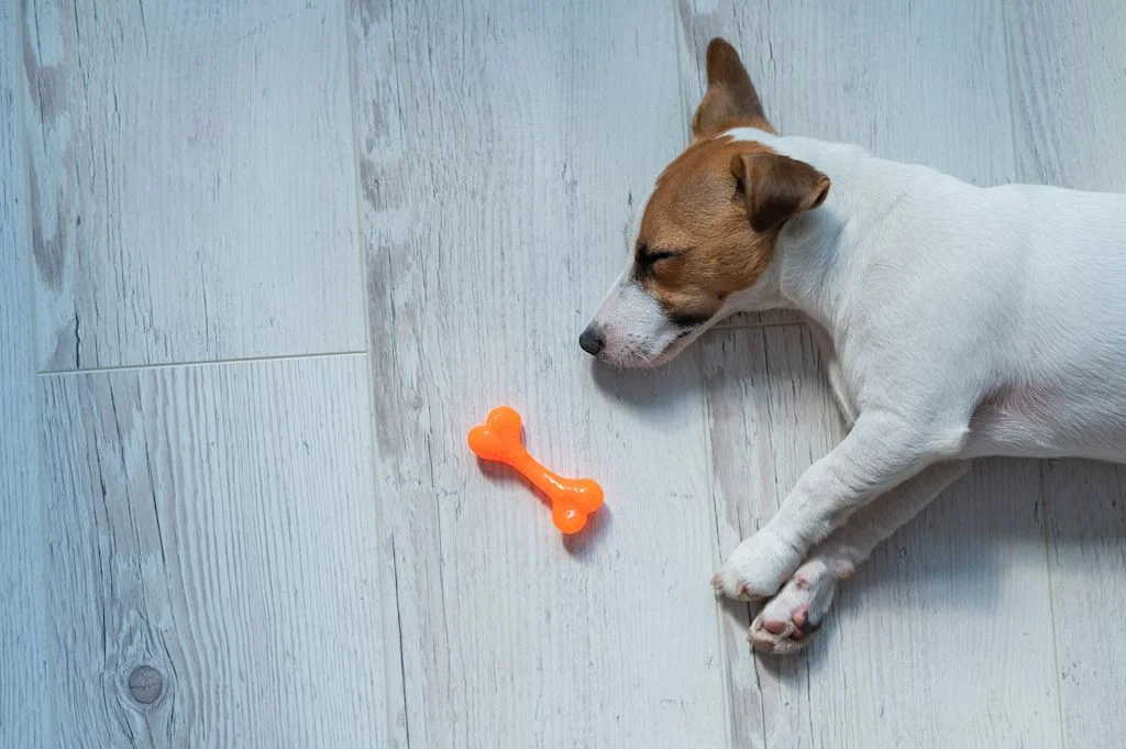 Chien qui ne joue plus