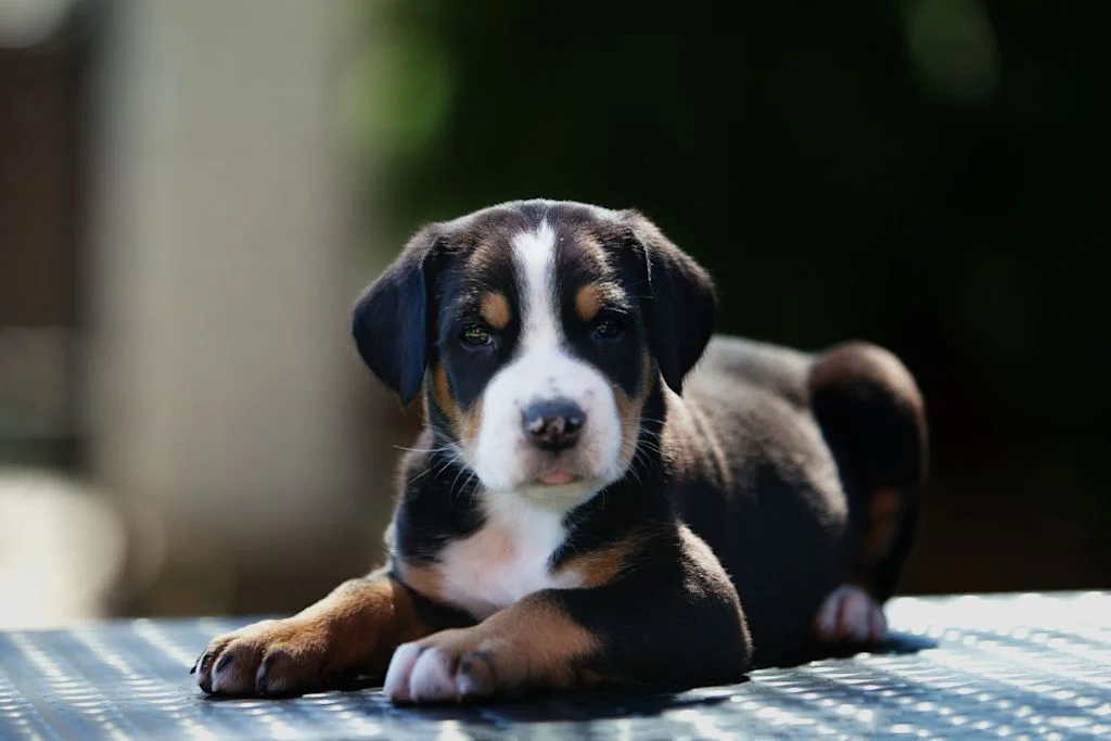 Grand Bouvier Suisse chiot