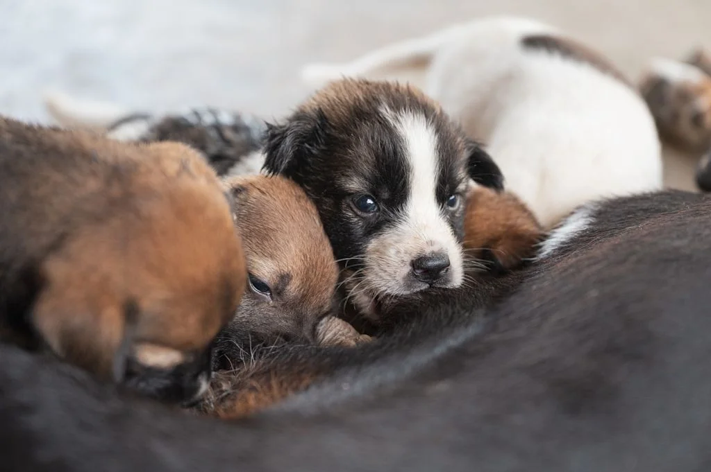 eclampsie chiots