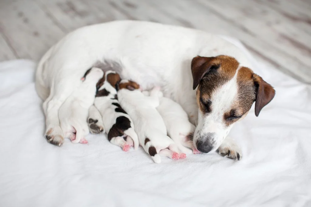 eclampsie chienne jack russell