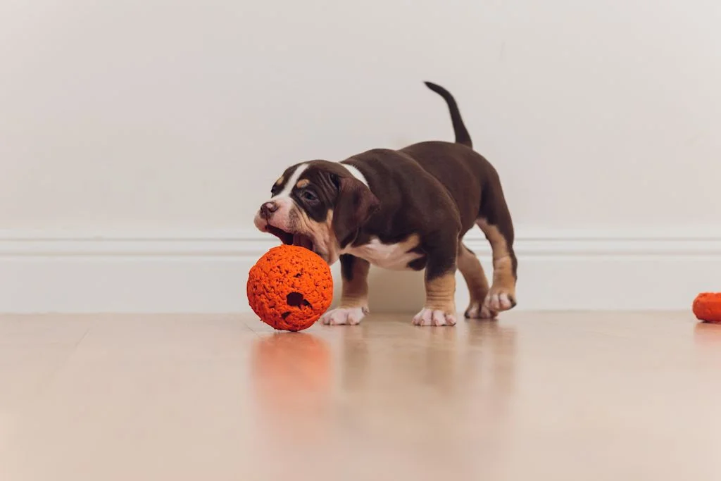 Jouet pour chiots
