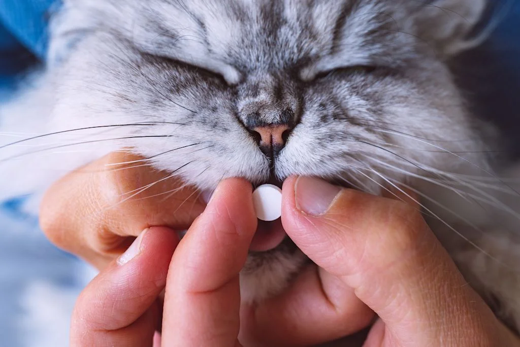 chat comprime vermifuge