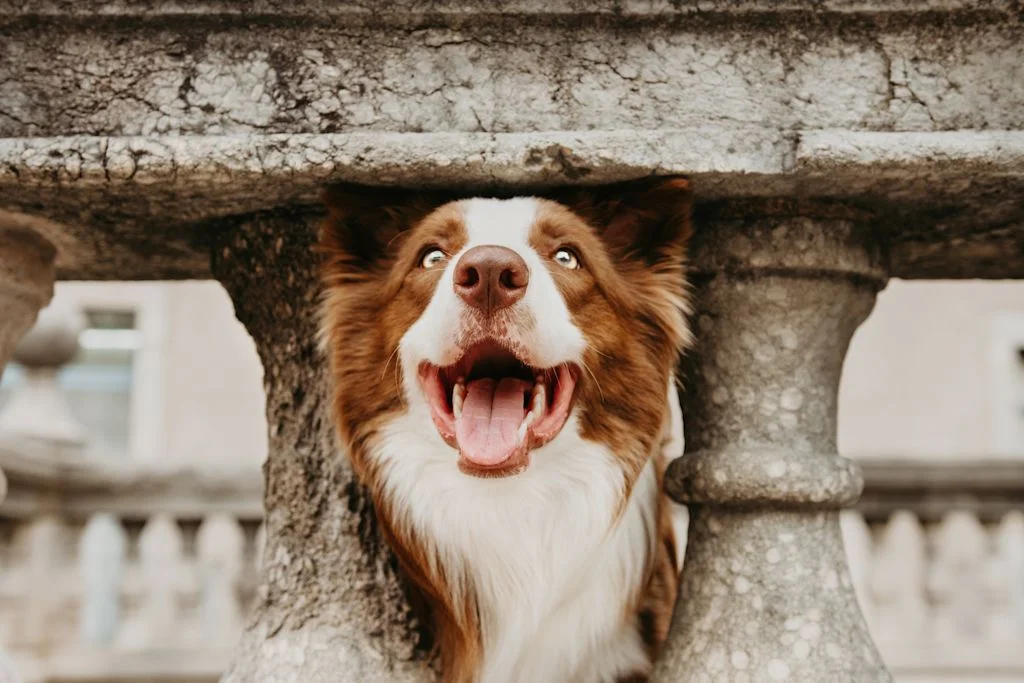 vaginite chienne
