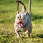 American Bully
