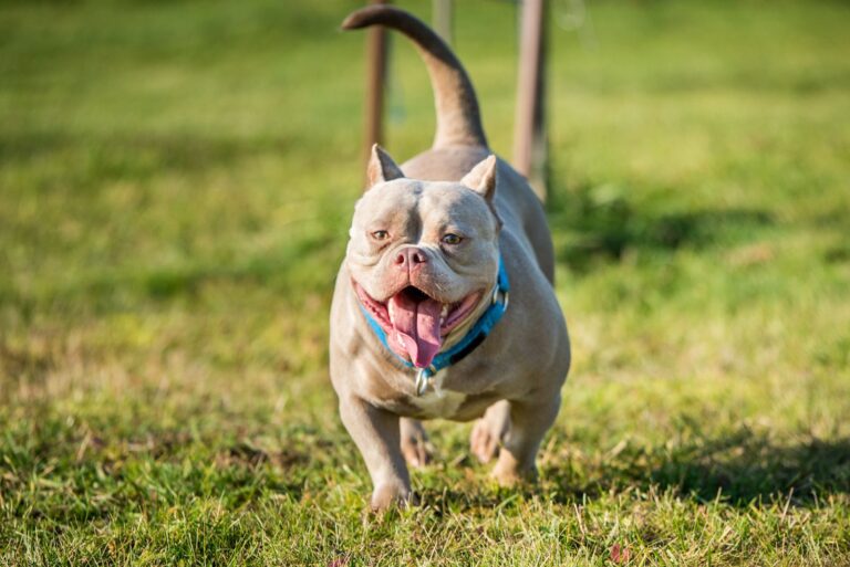 American Bully
