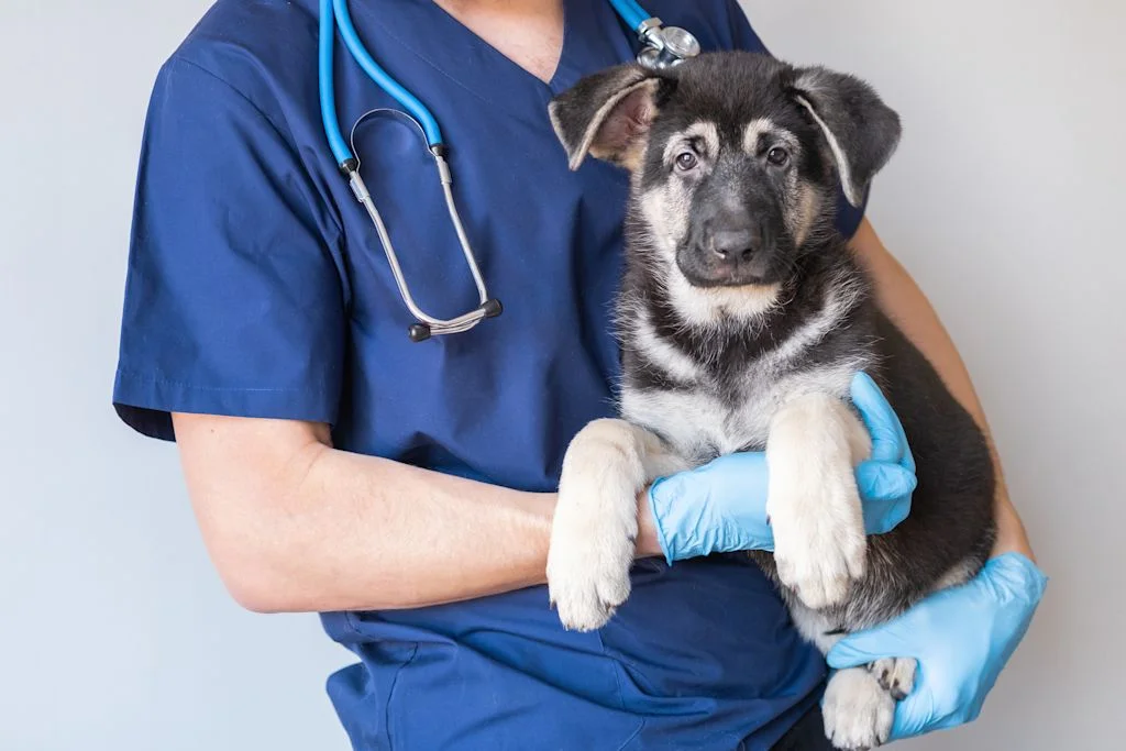 chiot berger allemand veterinaire