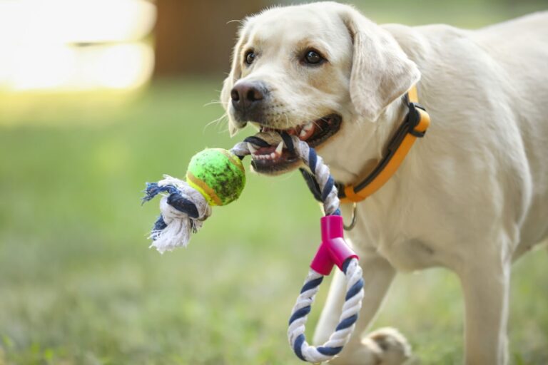 Quels sont les meilleurs jouets pour chiens ?