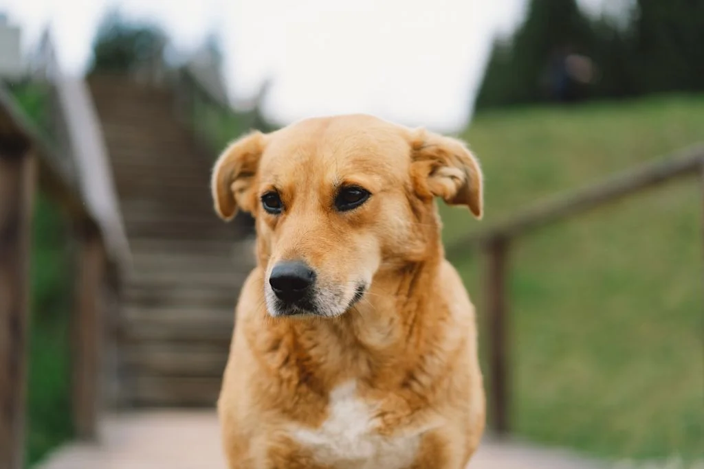 vaginite chienne