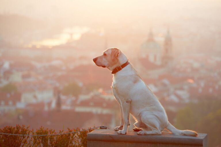 Vivre avec un chien à Lyon