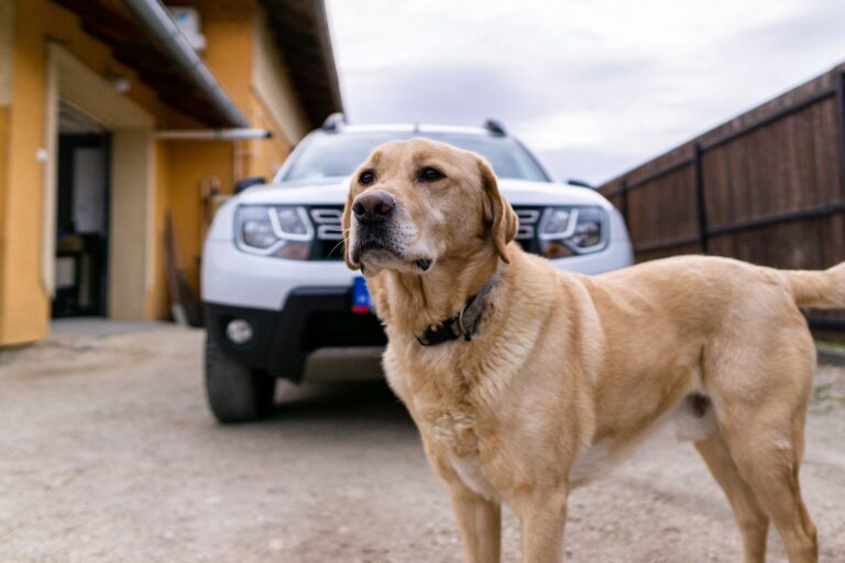 Intoxication à l&rsquo;antigel chez le chien : symptômes et traitement