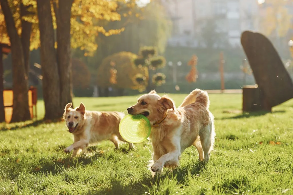 Parc à chiens à Lyon