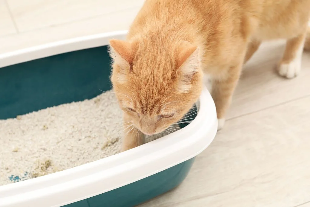 chat roux litiere