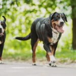 Grand bouvier suisse