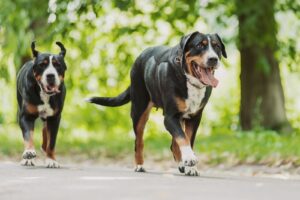 Grand Bouvier Suisse