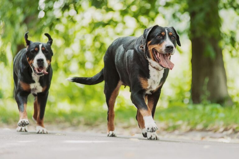 Grand Bouvier Suisse 
