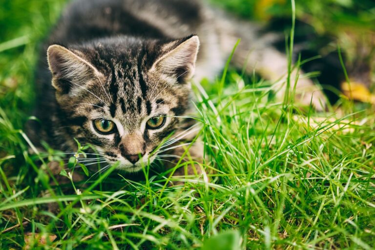 Ascaris du chat : traiter et prévenir ces vers intestinaux