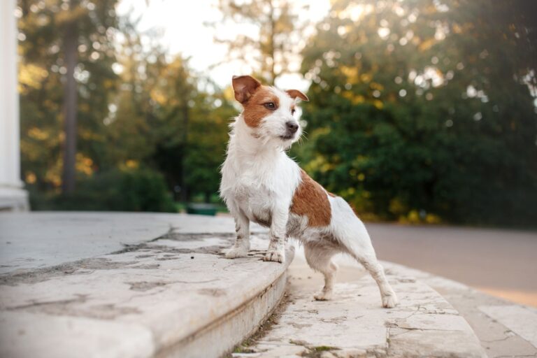 Cryptorchidie chez le chien : une anomalie congénitale à prendre au sérieux