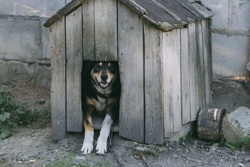 chien niche antigel