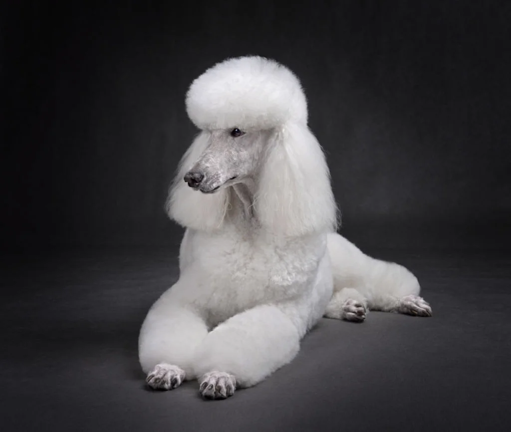 Caniche blanc