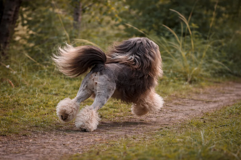 Chien lion 