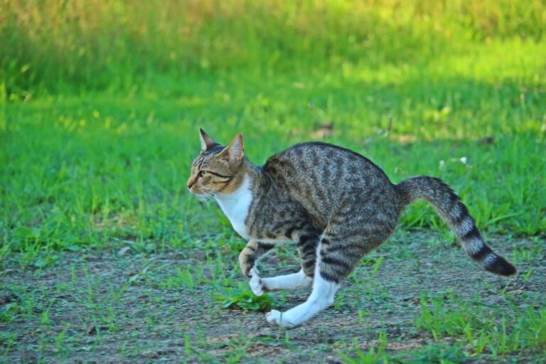 Les zoomies chez le chat