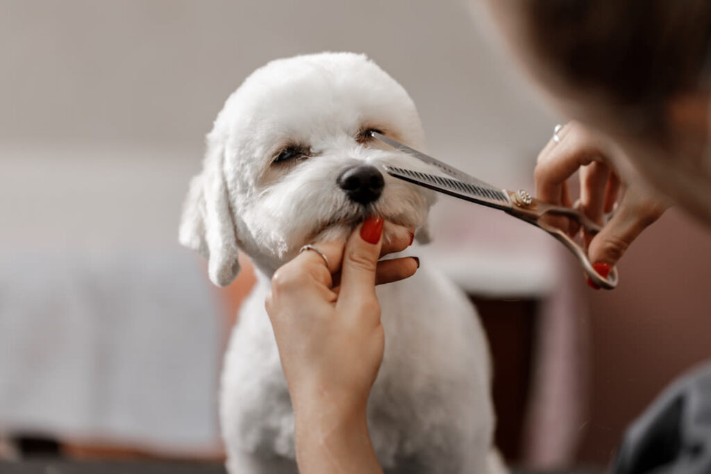 Combien coûte un toilettage pour chien ?