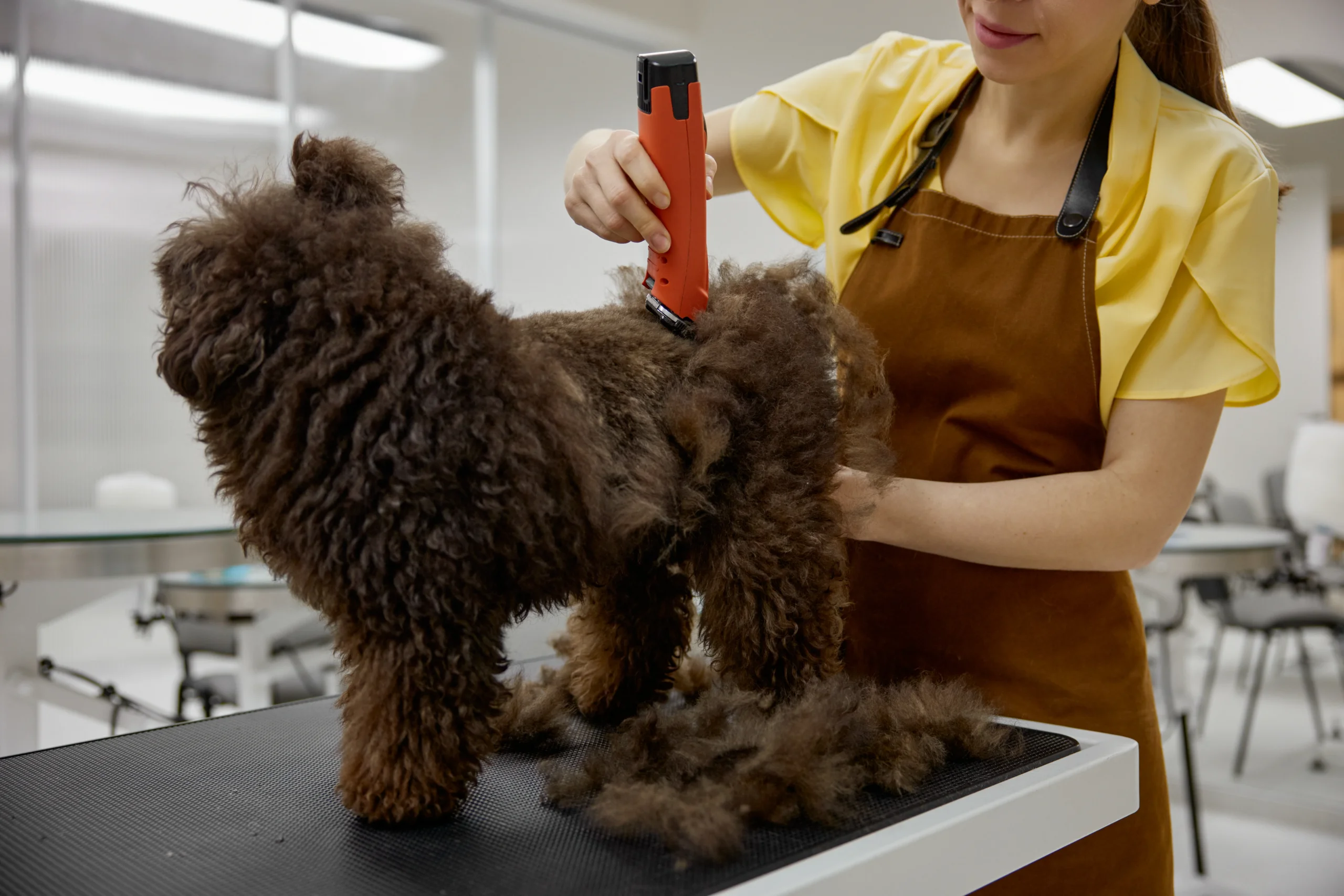 Toilettage caniche