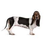Basset Art+®sien Normand.jpg