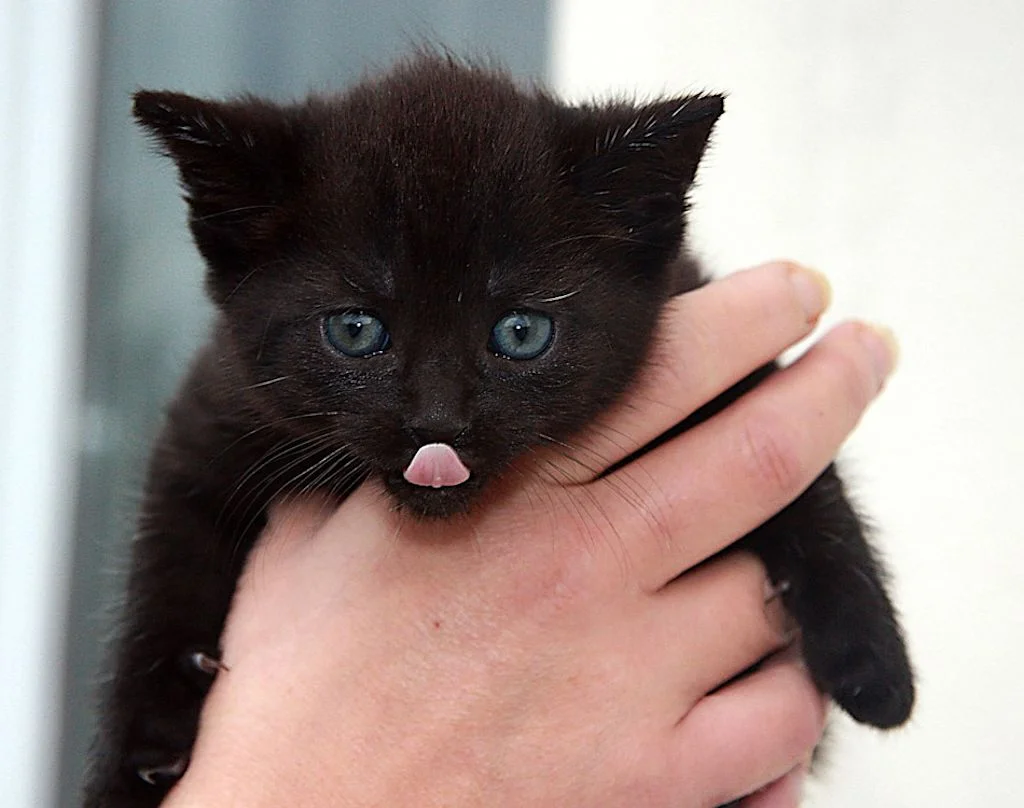 chaton noir langue