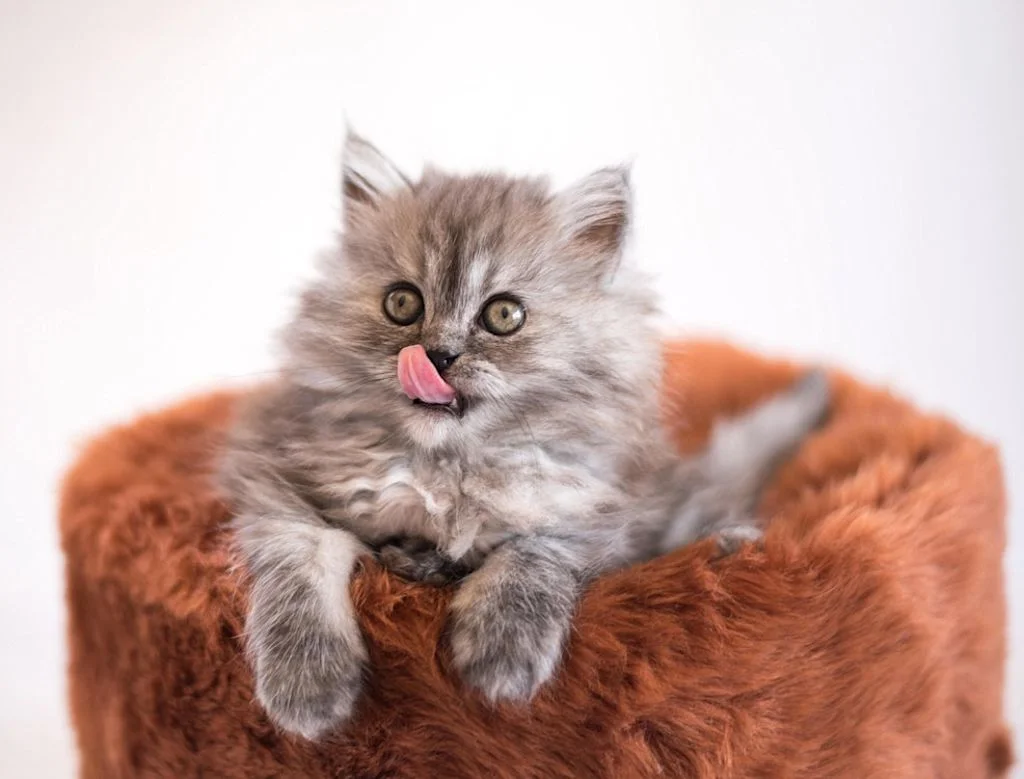 chaton gris langue