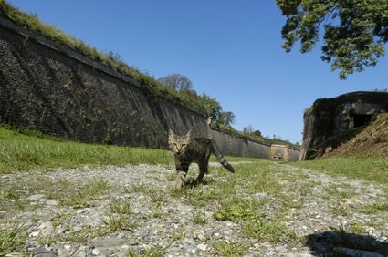 Que faire si un chat inconnu vient chez moi ?