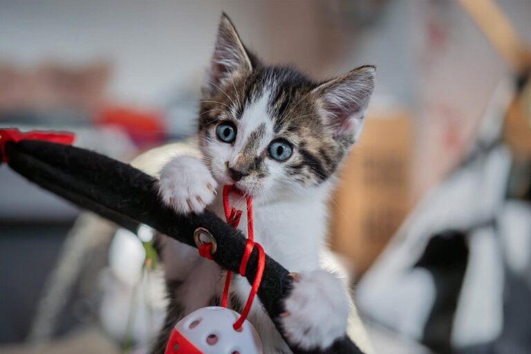 Quel est le meilleur jouet pour chat ?
