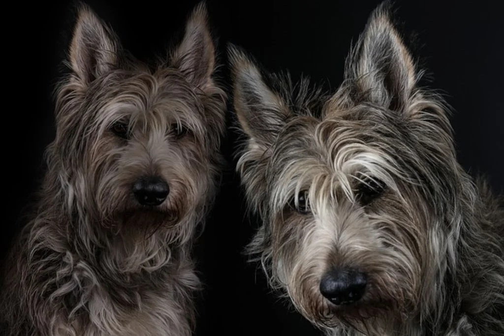 Chiens Bergers de Picardie