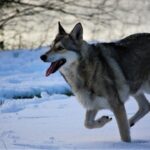 Chien-Loup de Saarloos