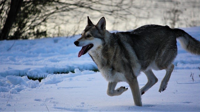 Chien-loup de Saarloos