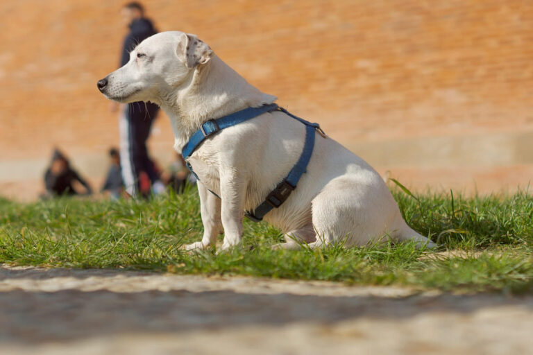 Comment mettre un harnais pour un chien ?
