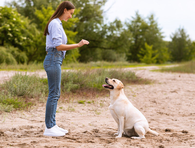 Combien coûtent les services d&rsquo;un éducateur canin 