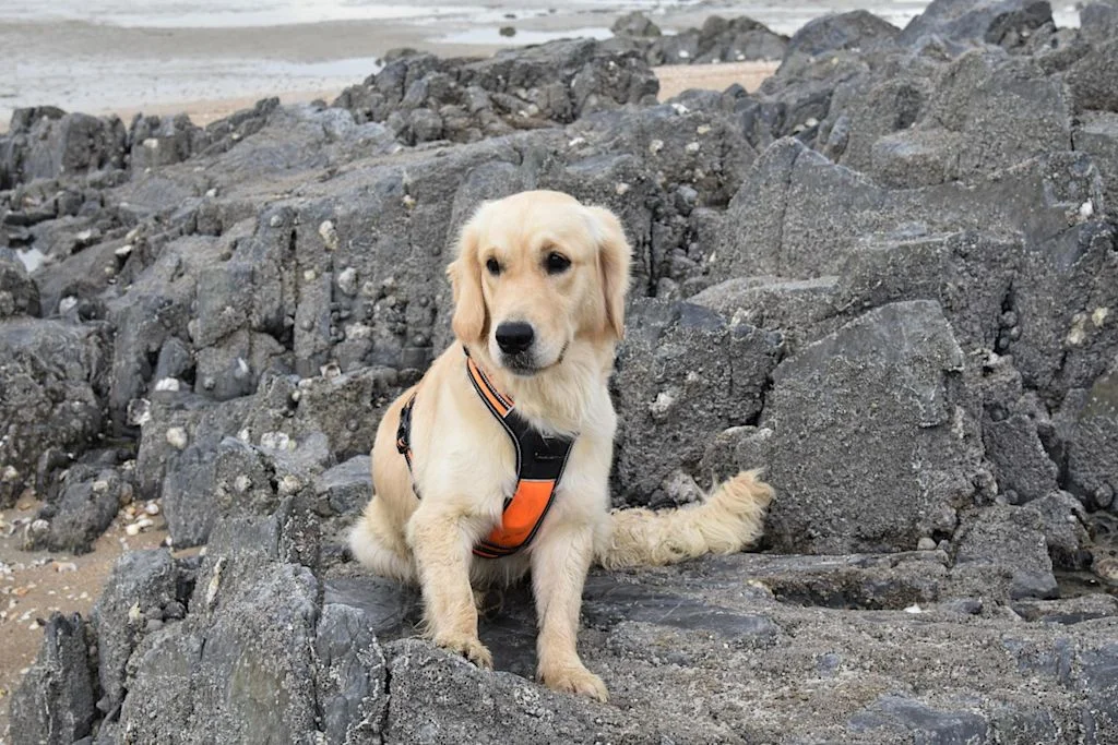 golden-retriever harnais