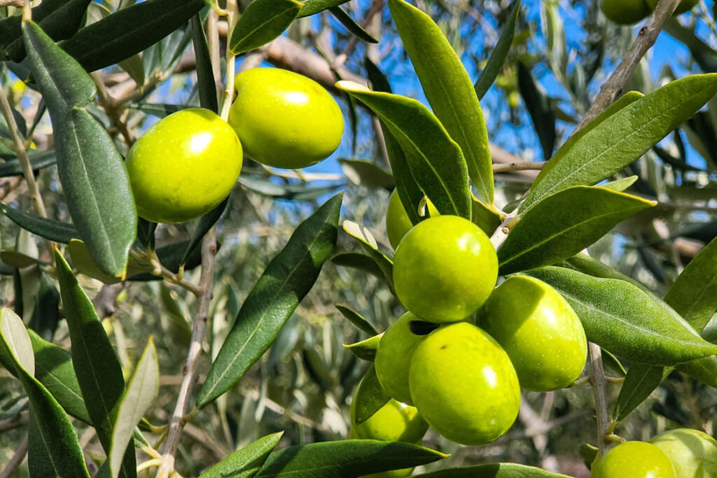 Peut-on donner des olives à son chien ?