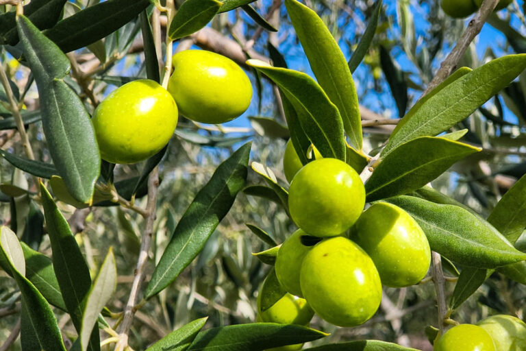 Peut-on donner des olives à son chien ?