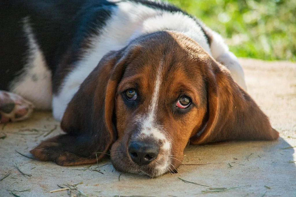 Basset Artésien
