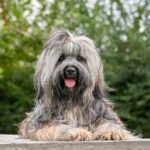 Chien lion